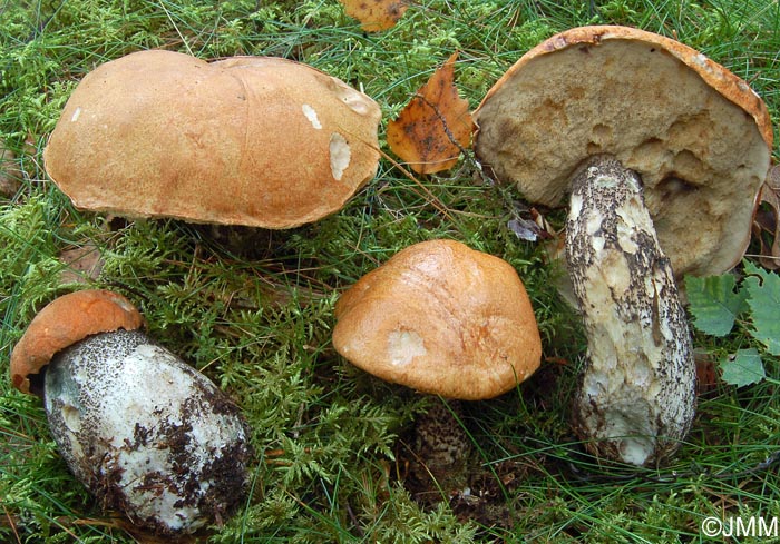 Leccinum versipelle