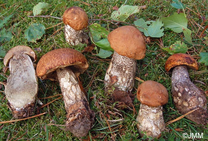 Leccinum versipelle