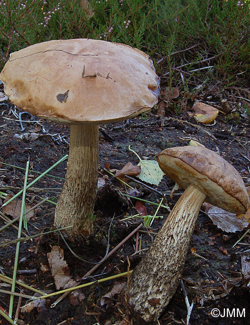 Leccinum versipelle f. flavescens