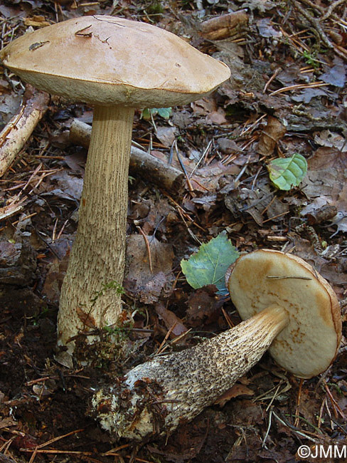 Leccinum versipelle f. flavescens