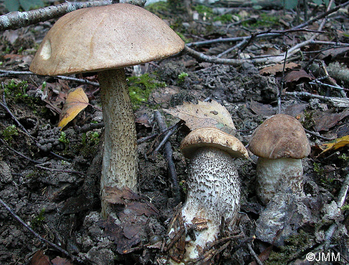 Leccinum versipelle f. flavescens