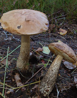 Leccinum versipelle f. flavescens