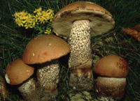 Leccinum versipelle