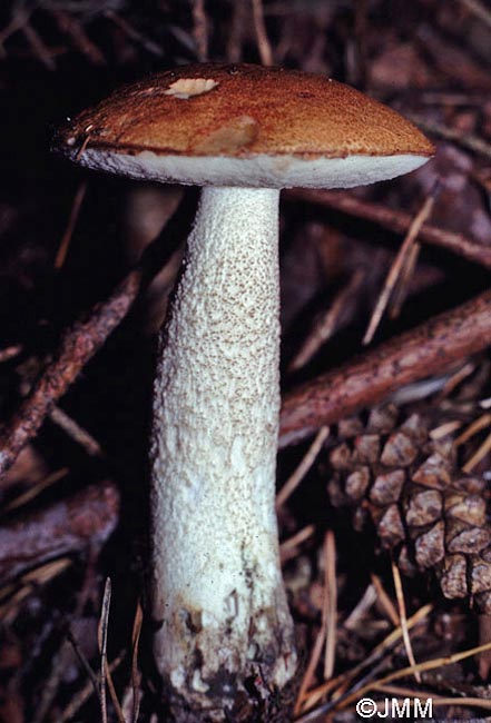 Leccinum vulpinum