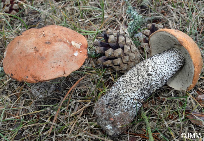 Leccinum vulpinum