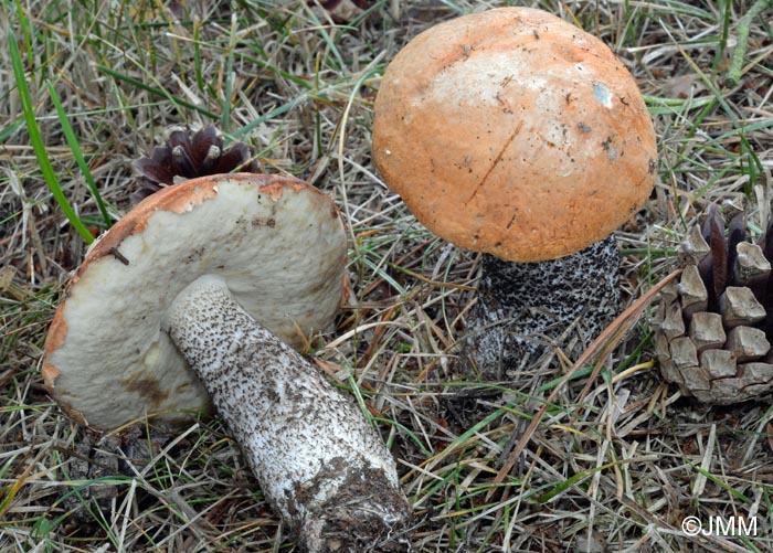 Leccinum vulpinum