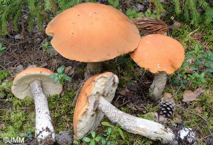 Leccinum vulpinum