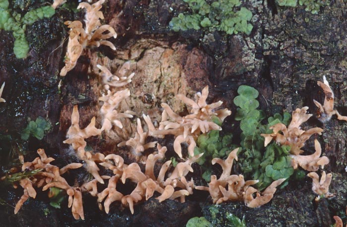 Lentaria byssiseda