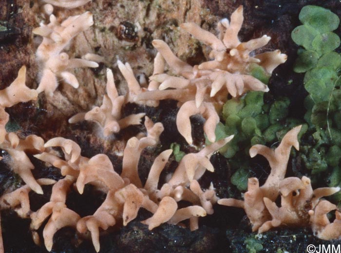 Lentaria byssiseda