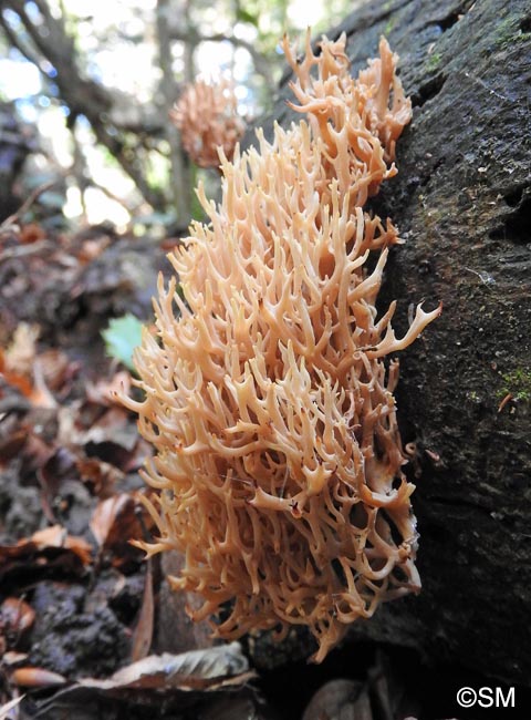 Lentaria micheneri