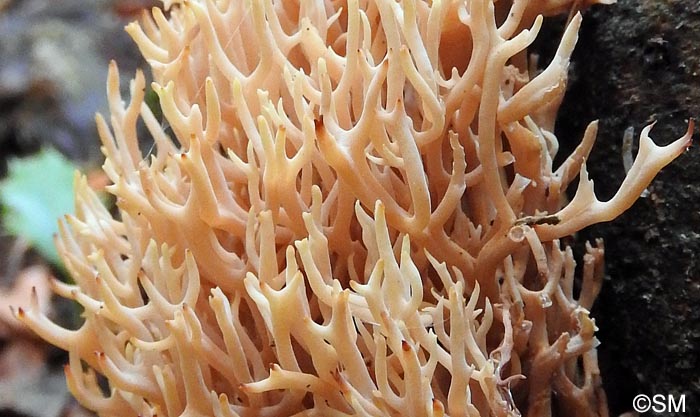 Lentaria micheneri