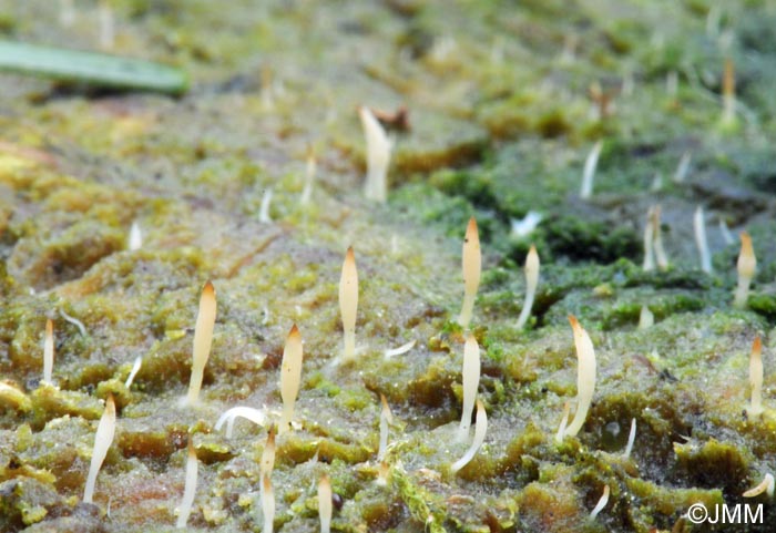 Lentaria mucida = Multiclavula mucida