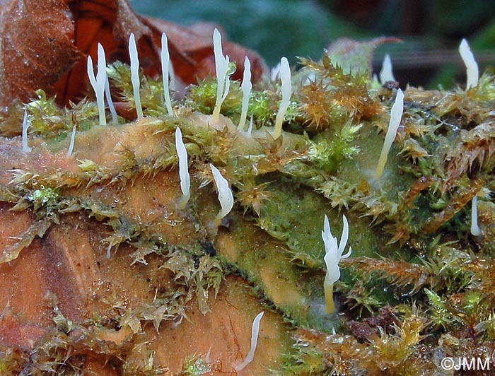 Lentaria mucida = Multiclavula mucida