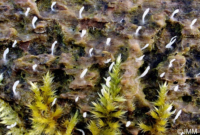 Lentaria mucida = Multiclavula mucida