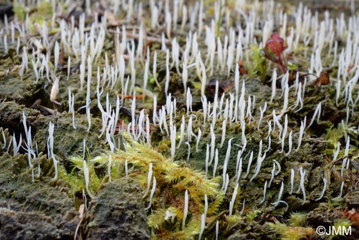 Lentaria mucida = Multiclavula mucida