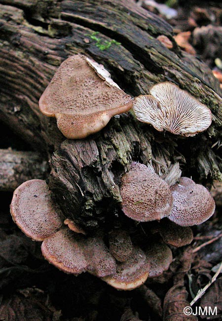 Lentinellus castoreus