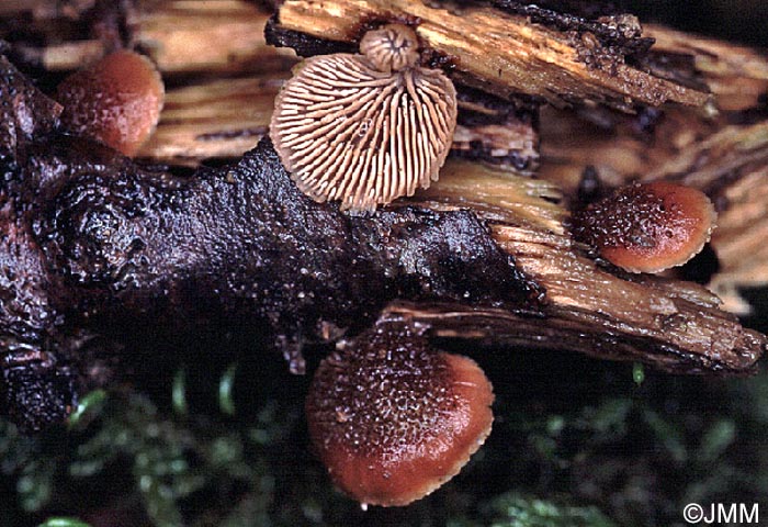 Lentinellus castoreus