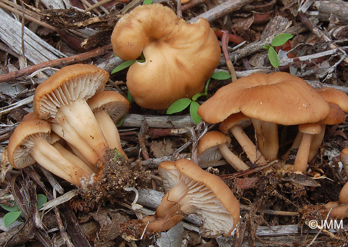 Lentinellus cystidiosus = Lentinellus omphalodes