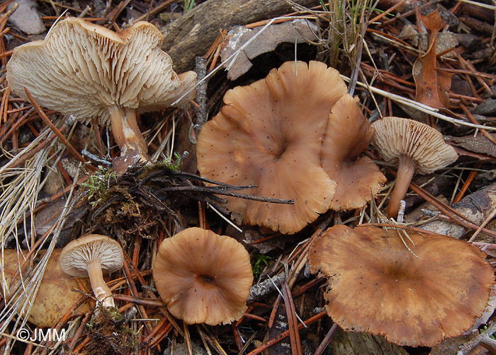 Lentinellus cystidiosus = Lentinellus omphalodes