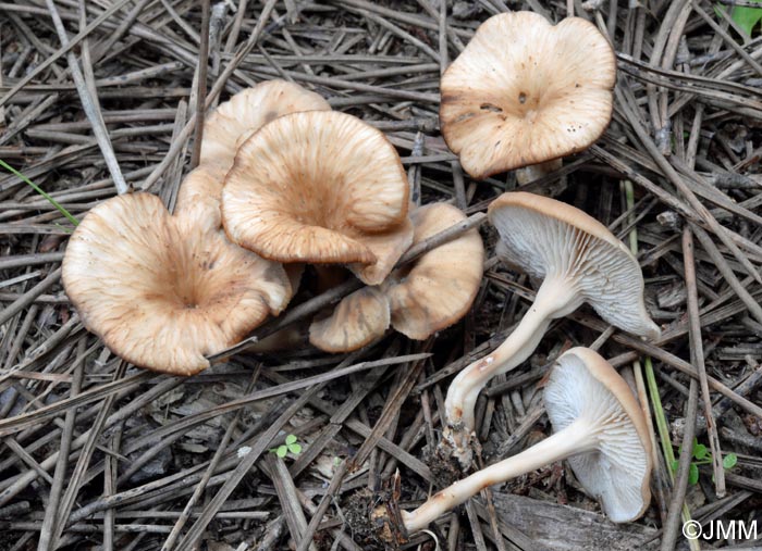 Lentinellus cystidiosus = Lentinellus omphalodes