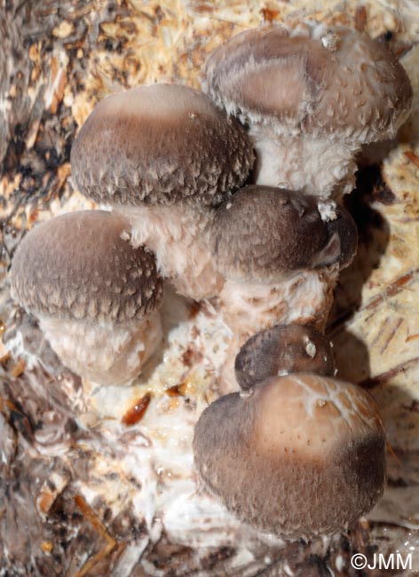 Lentinula edodes, Shiitake