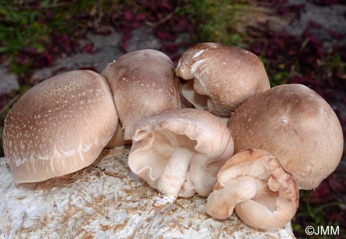 Lentinula edodes : Shiitake