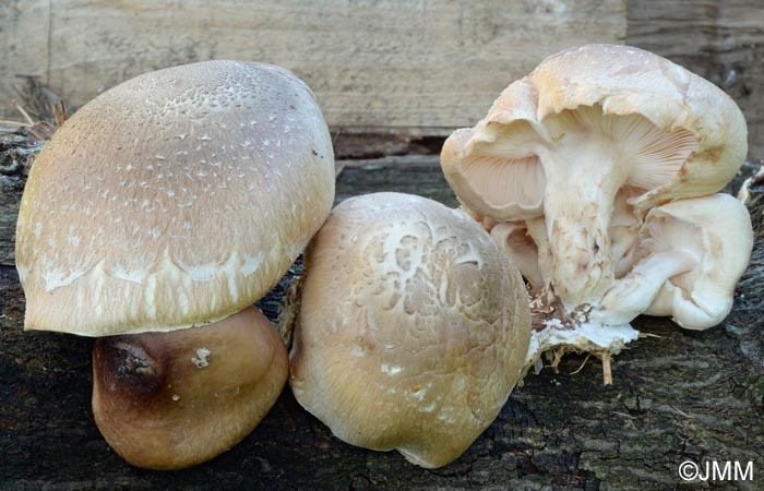 Lentinula edodes : Shiitake