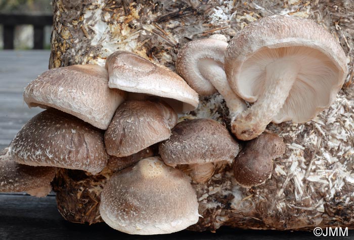 Lentinula edodes, Shiitake