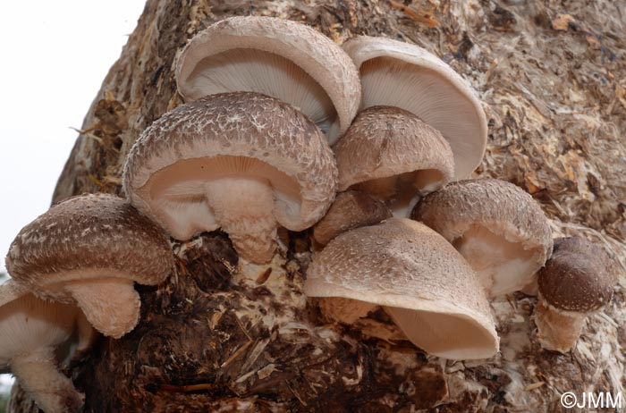 Lentinula edodes, Shiitake