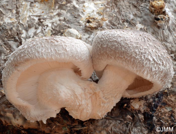 Lentinula edodes, Shiitake