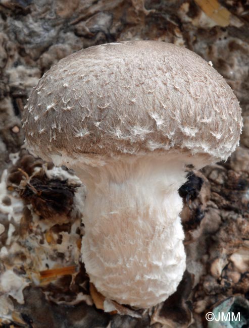 Lentinula edodes, Shiitake