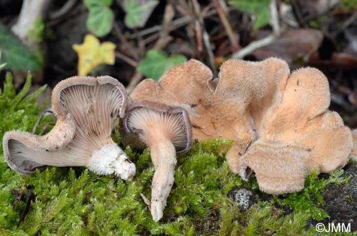 Panus lecomtei = Lentinus strigosus = Panus rudis