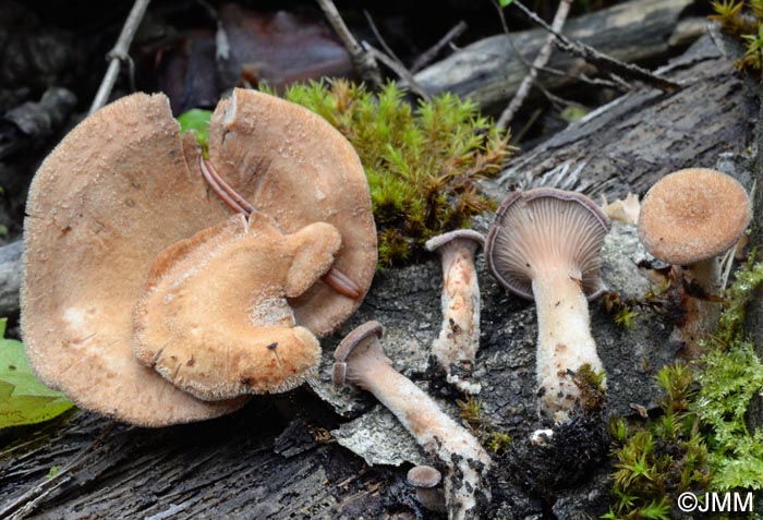 Panus lecomtei = Lentinus strigosus = Panus rudis