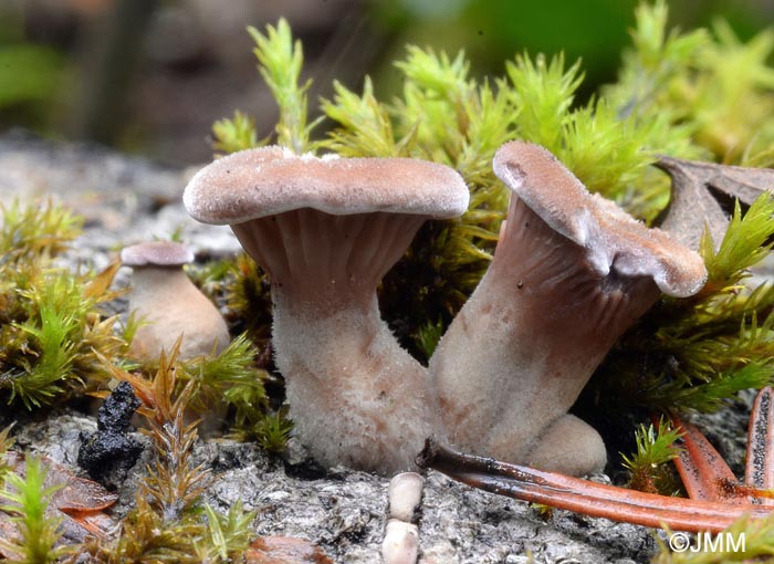 Panus lecomtei = Lentinus strigosus = Panus rudis