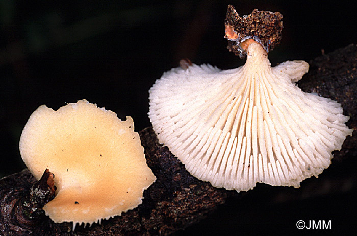 Lentinus suavissimus