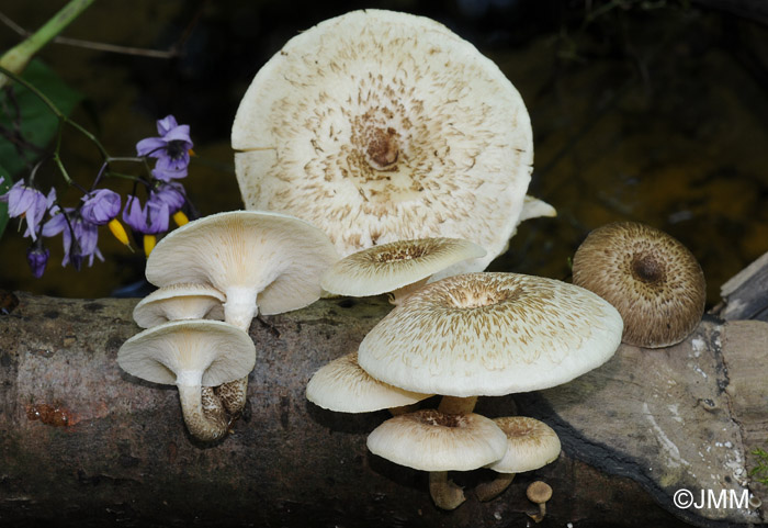 Lentinus tigrinus