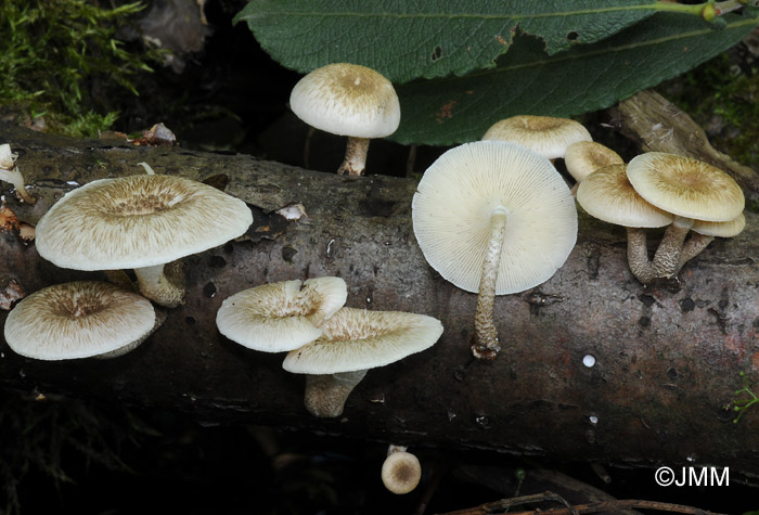 Lentinus tigrinus