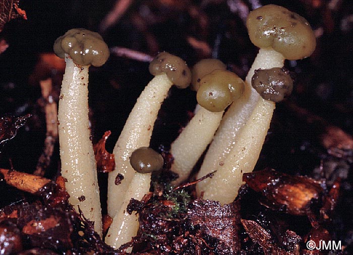 Leotia atrovirens