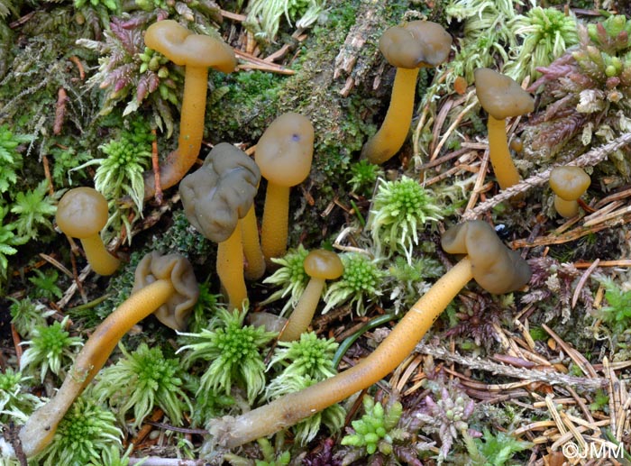 Leotia lubrica