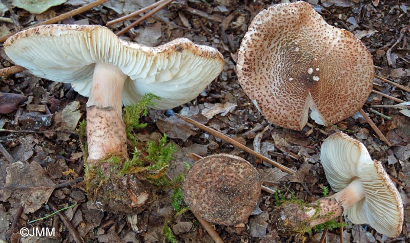 Lepiota brunneoincarnata