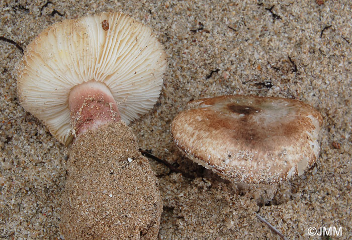 Lepiota brunneolilacea