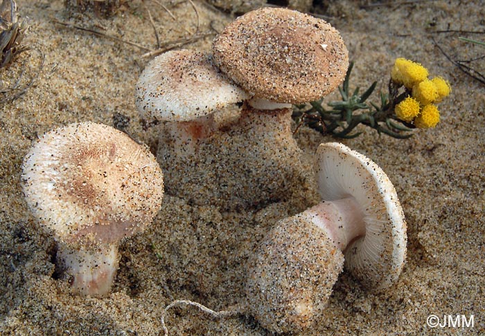 Lepiota brunneolilacea