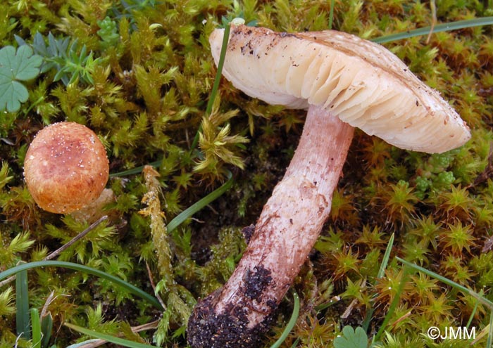 Lepiota brunneolilacea