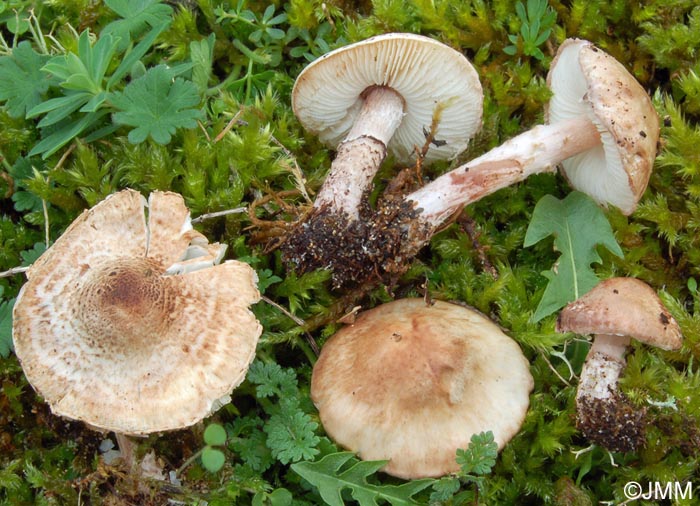 Lepiota brunneolilacea