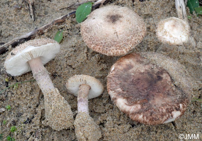 Lepiota brunneolilacea