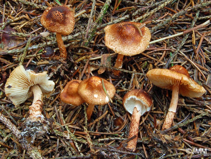 Lepiota castanea