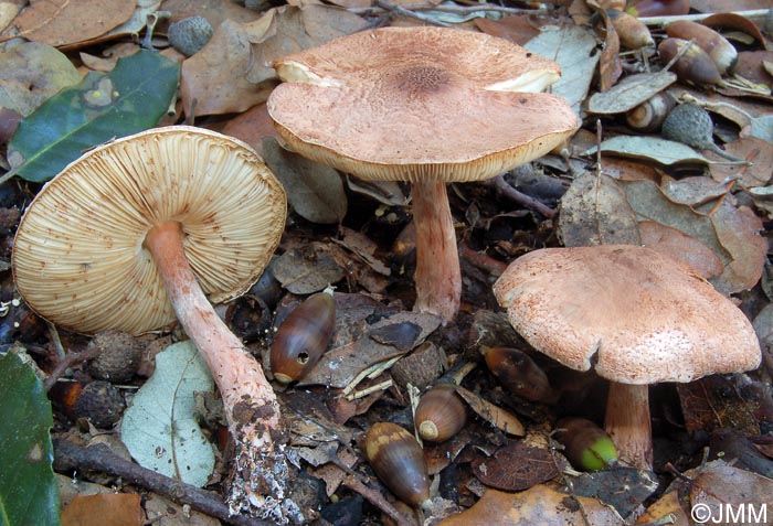 Lepiota cortinarius