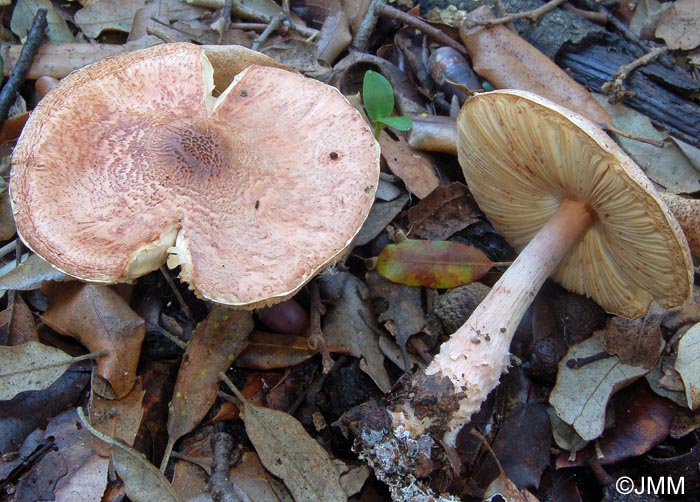 Lepiota cortinarius