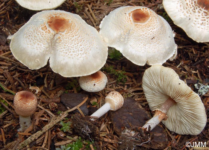 Lepiota cristata