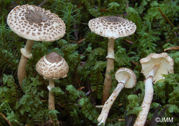 Lepiota felina